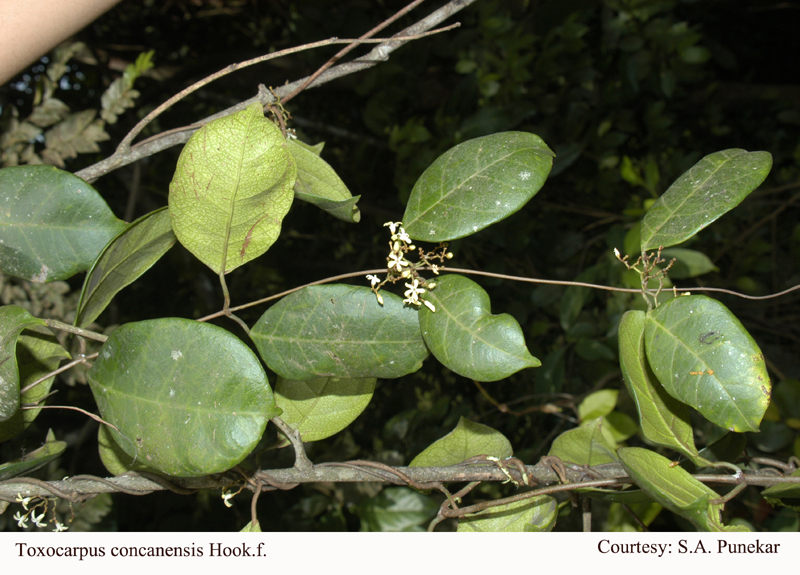 Toxocarpus concanensis Hook.f. (2)
